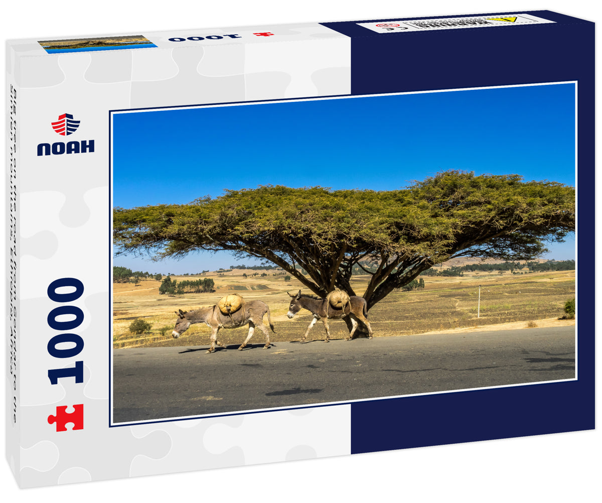 Big tree on the road from Gondar to the Simien mountains, Ethiopia, Africa