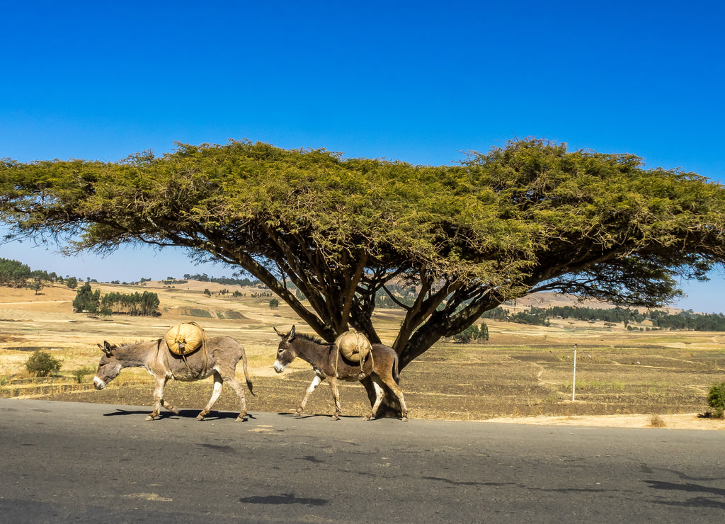 Big tree on the road from Gondar to the Simien mountains, Ethiopia, Africa