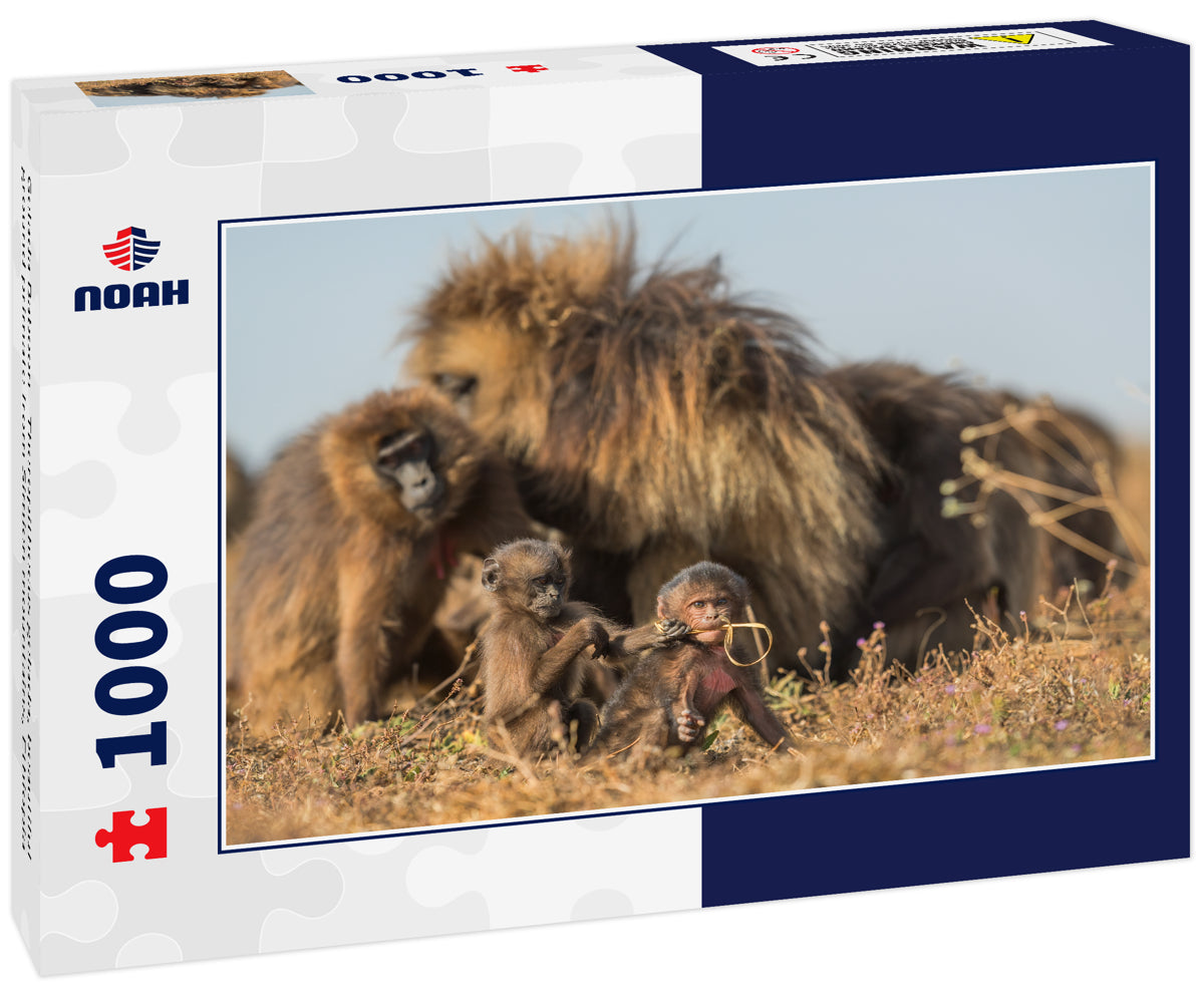 Gelada Baboon - Theropithecus gelada, beautiful ground primate from Simien mountains, Ethiopia