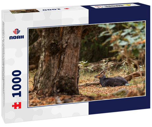 Menelik's Bushbuck - Tragelaphus scriptus meneliki, beautiful shy antelope endemic in Ethiopean mountains, Bale mountains, Ethiopia