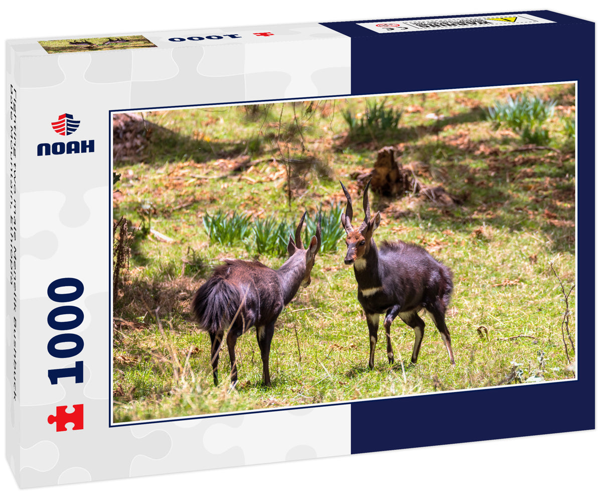 Fighting two male Menelik Bushbuck Bale Mountain, Ethiopia