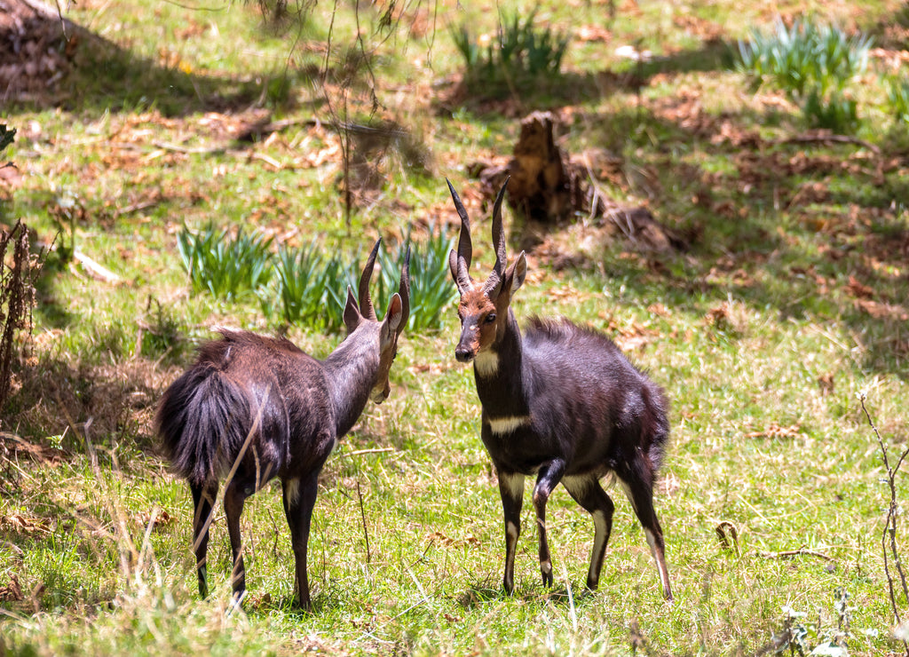 Fighting two male Menelik Bushbuck Bale Mountain, Ethiopia