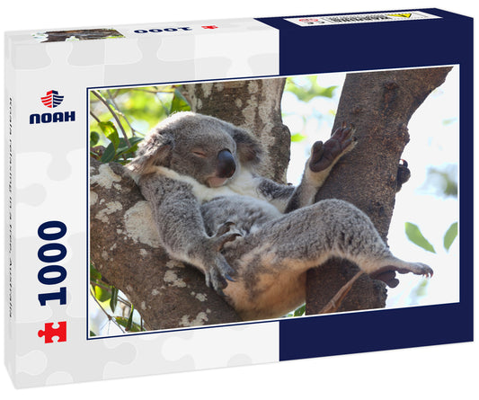 Koala relaxing in a tree, Australia