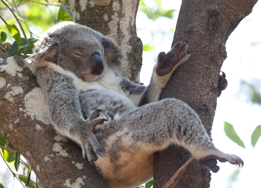 Koala relaxing in a tree, Australia