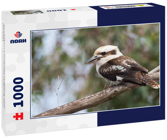 Kookaburra Australia laughing bird portrait