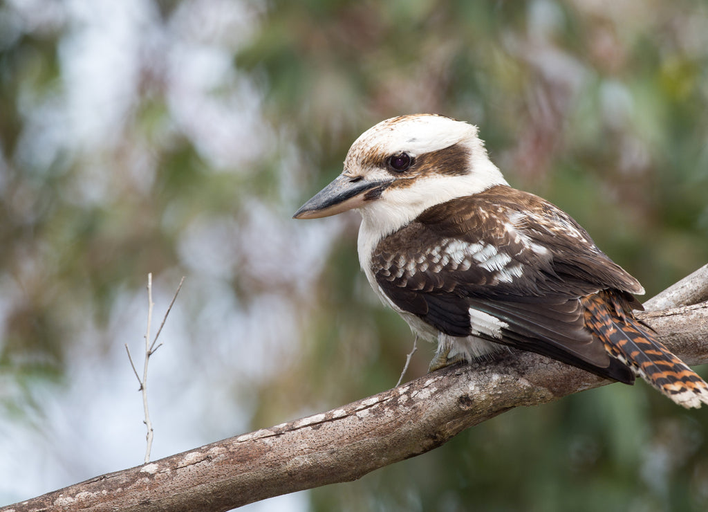 Kookaburra Australia laughing bird portrait