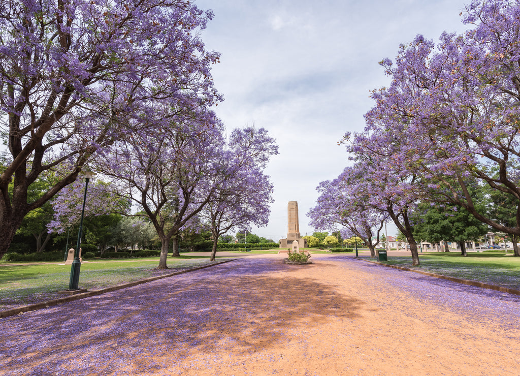 Jacaranda over rural street in Victoria Park, Dubbo, NSW, Australia