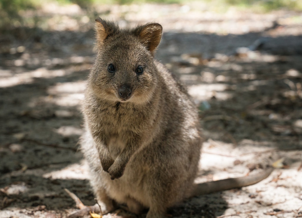 Quokka, Setonix brachyurus, image was taken on Rottnest Island, Western Australia