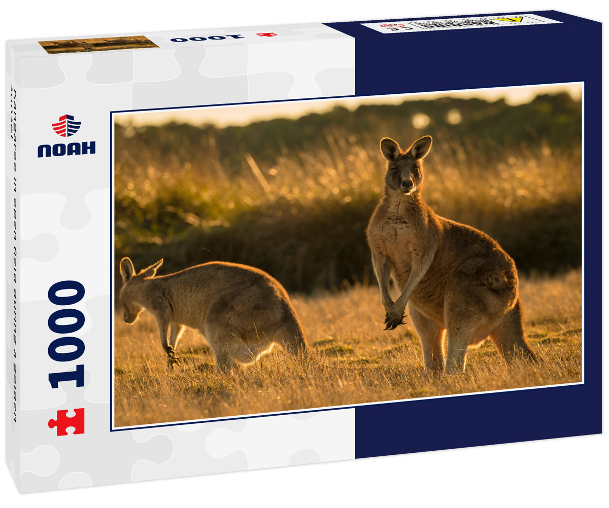 Kangaroo in open field during a golden sunset