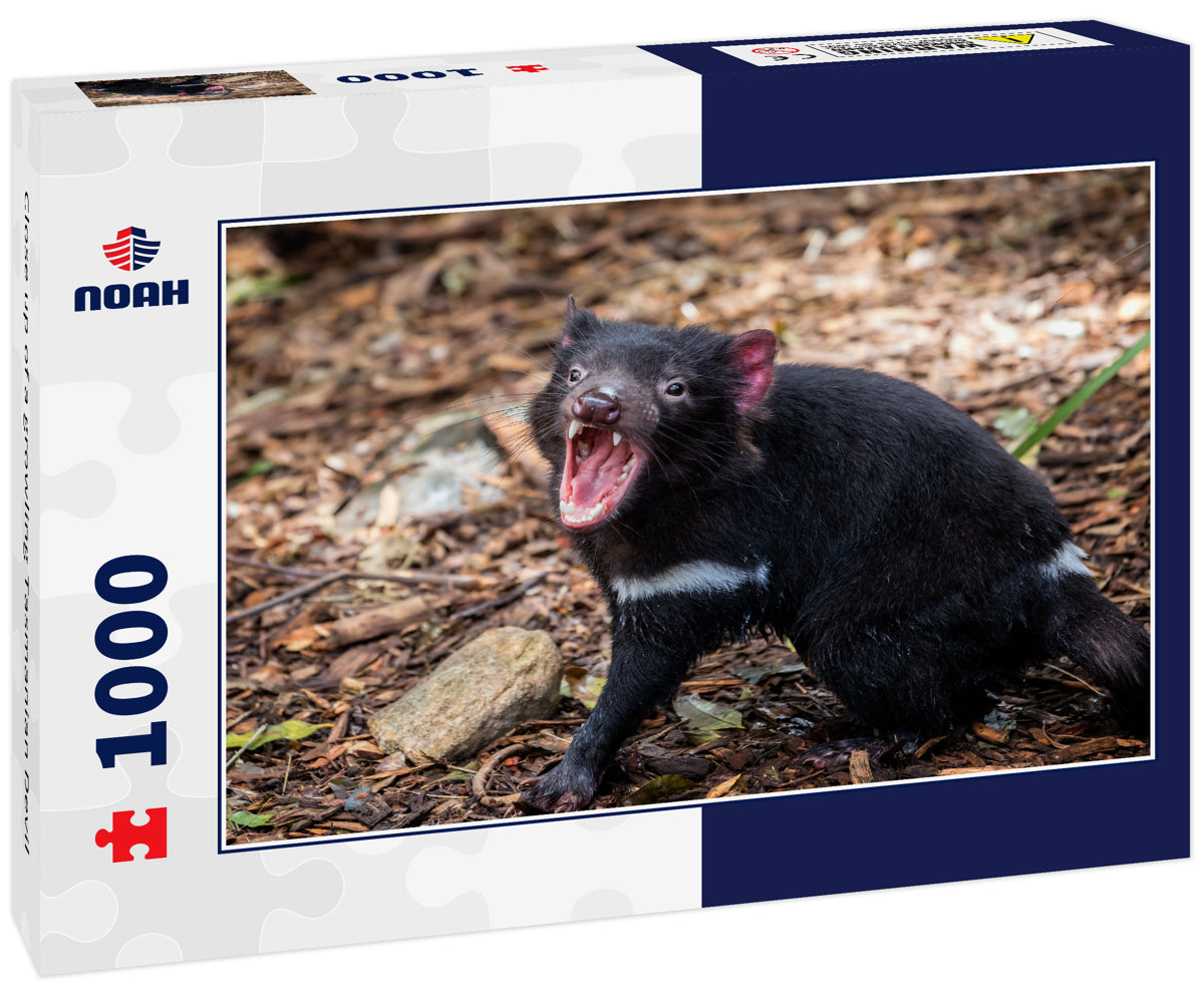 Close up of a growling Tasmanian Devil