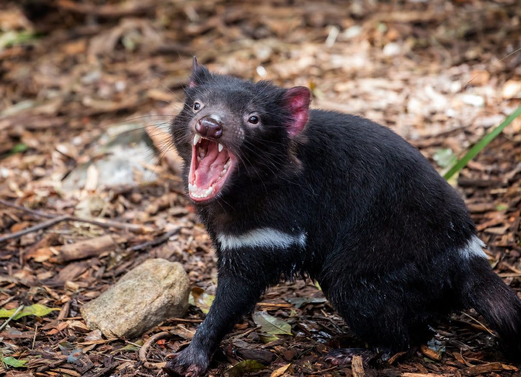 Close up of a growling Tasmanian Devil