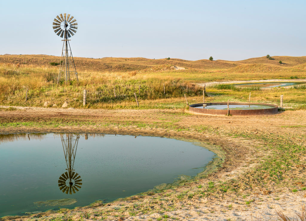 Cattle drinking hole morning scenery, Sandhills Nebraska