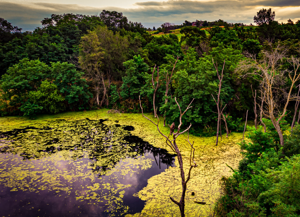Nebraska wetland and livestock pond with moss and algae