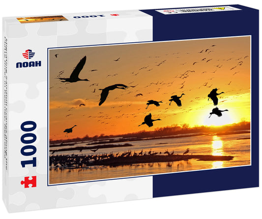 Migrating Sandhill Cranes along the Platte River in Kearney, Nebraska