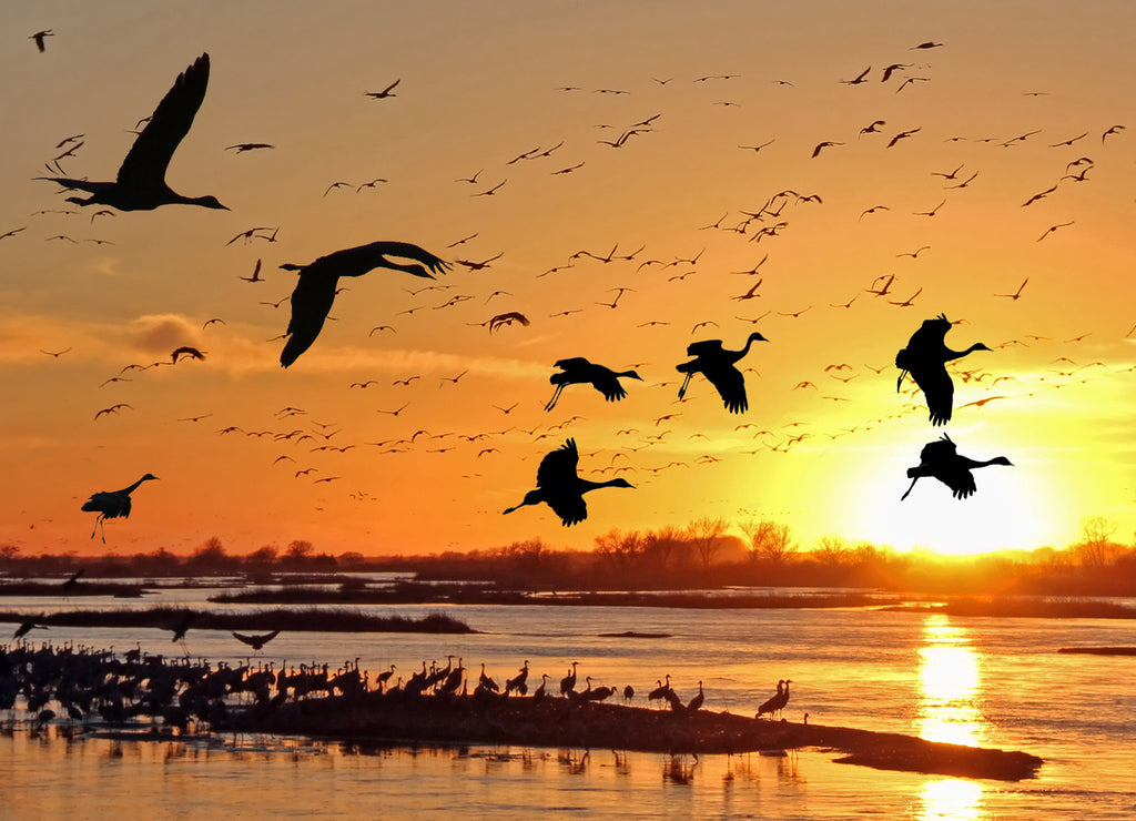 Migrating Sandhill Cranes along the Platte River in Kearney, Nebraska