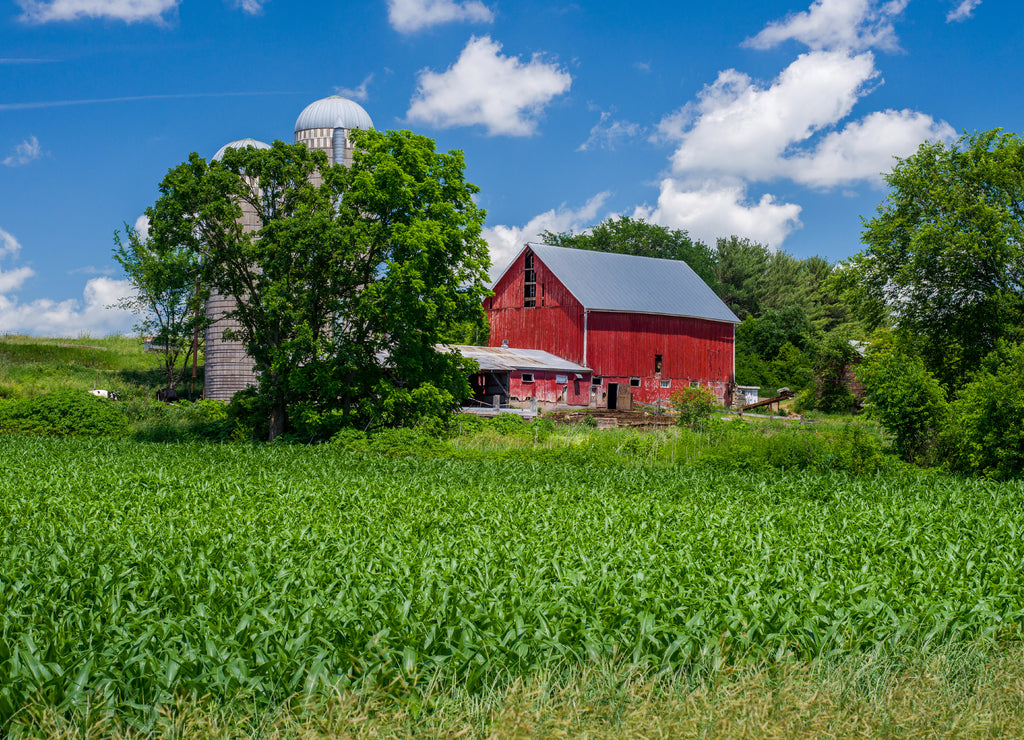 Dairy and corn farm, eastern Minnesota