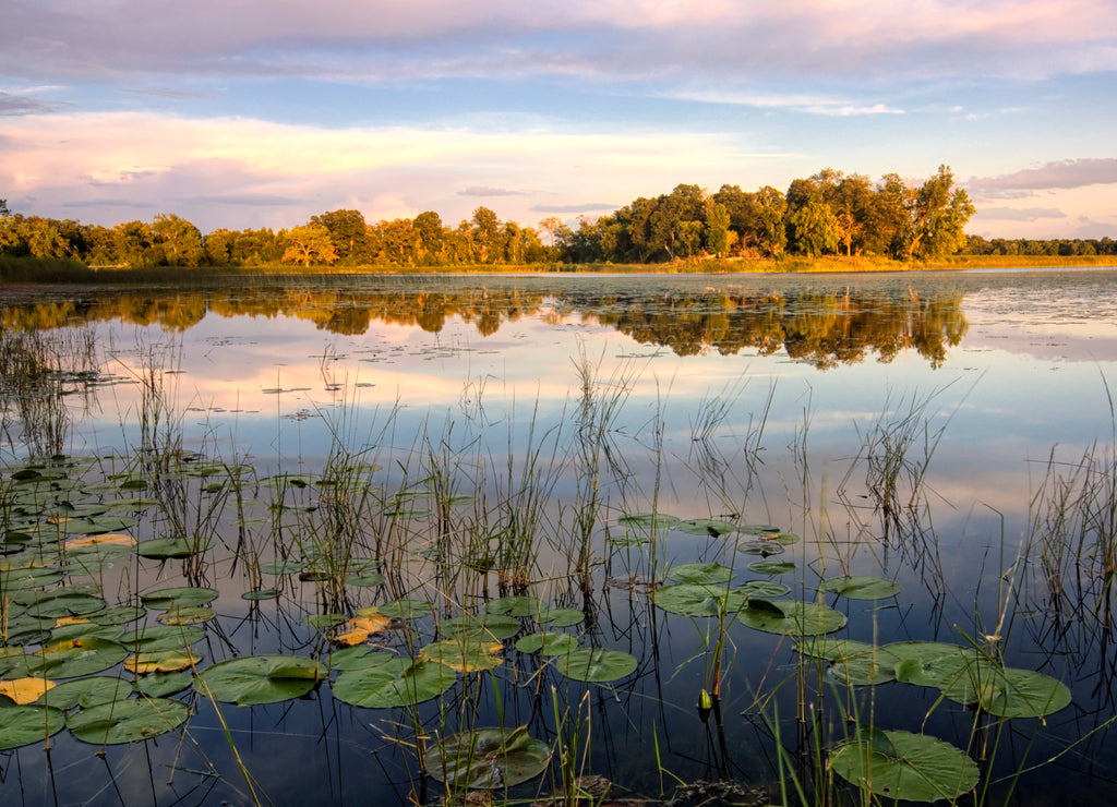 Lily pads and reeds on calm reflected lake, Minnesota, home of 10,000 lakes, USA