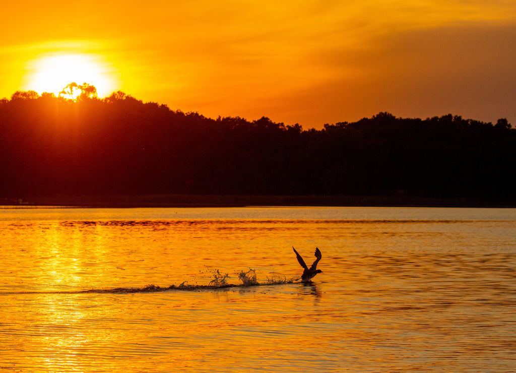 Common Loon take off at sunset taken in central Minnesota