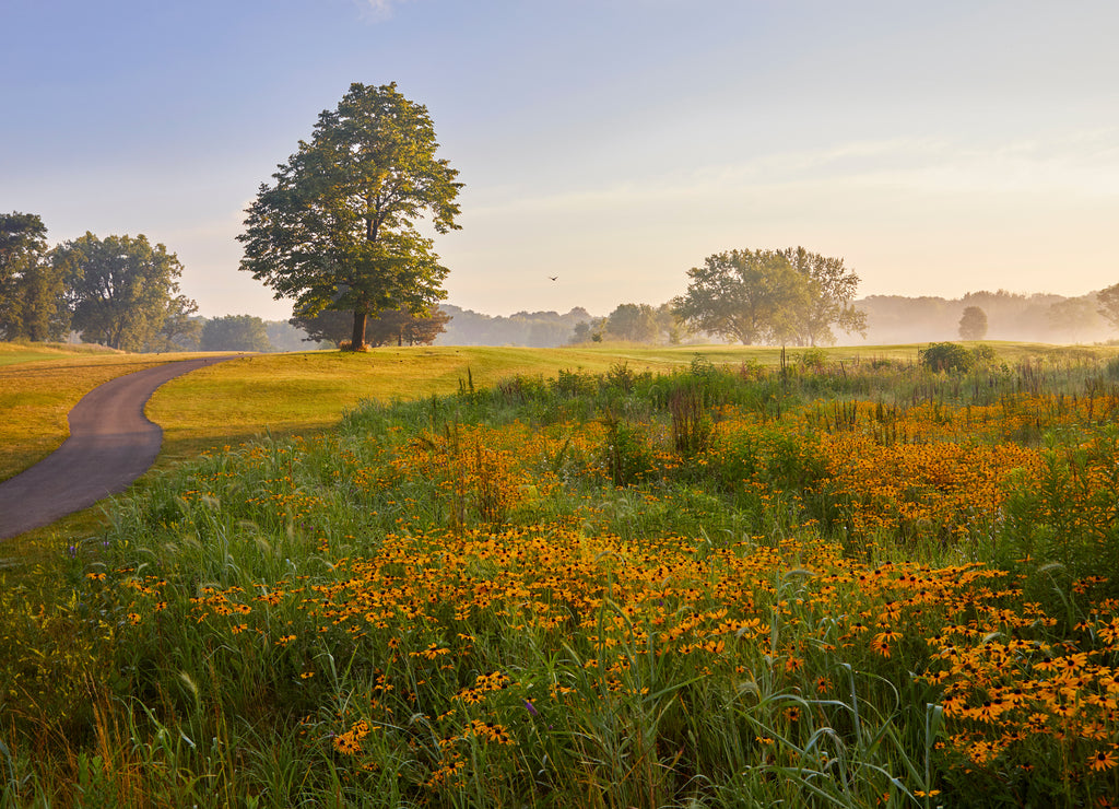 Beautiful morning sunrise over wild fields on golf course near Minneapolis Minnesota USA