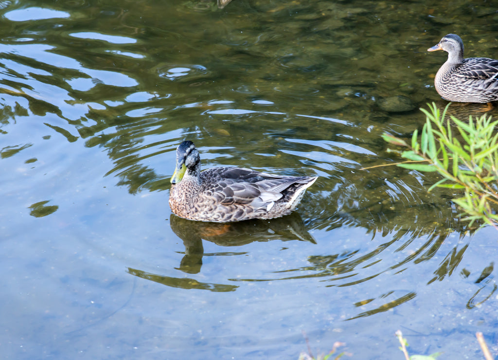 Dover Delaware Ducks