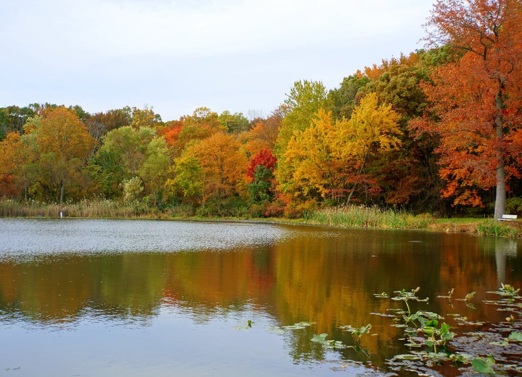 A beautiful day with reflection the fall foliage at Folley Pond near Banning Park, Wilmington, Delaware, U.S.A