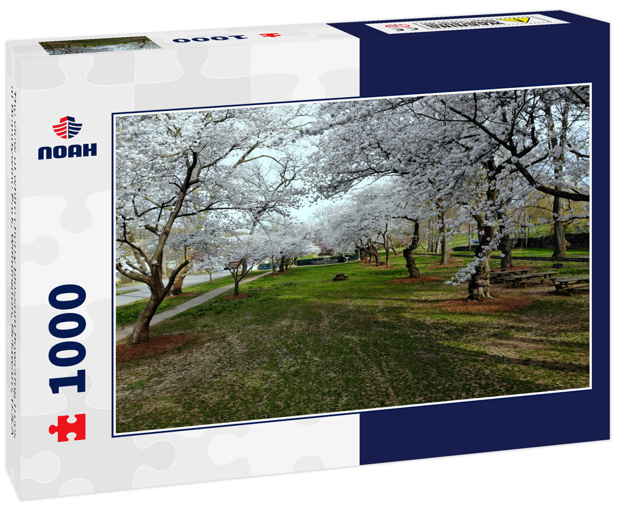 The view of white cherry blossom flowering trees at Brandywine Park, Wilmington, Delaware, U.S.A