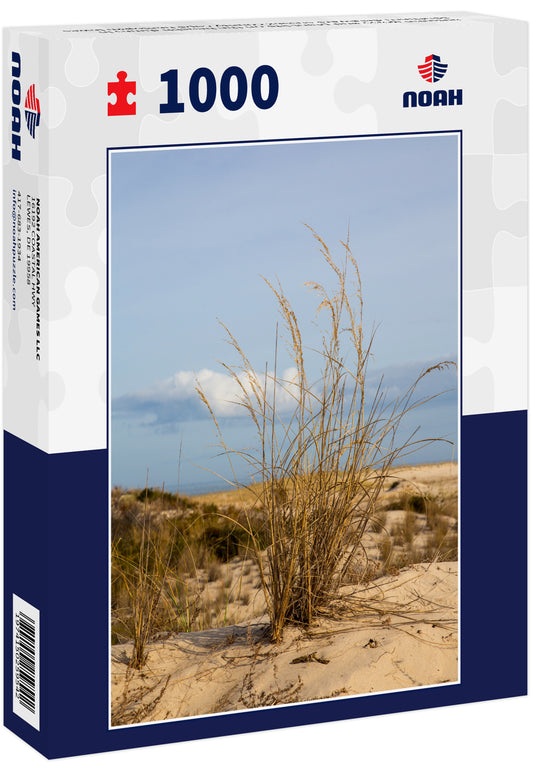 autumn grass and plant life on the beachh dunes in southern delaware sussex county cape henlopen lewes