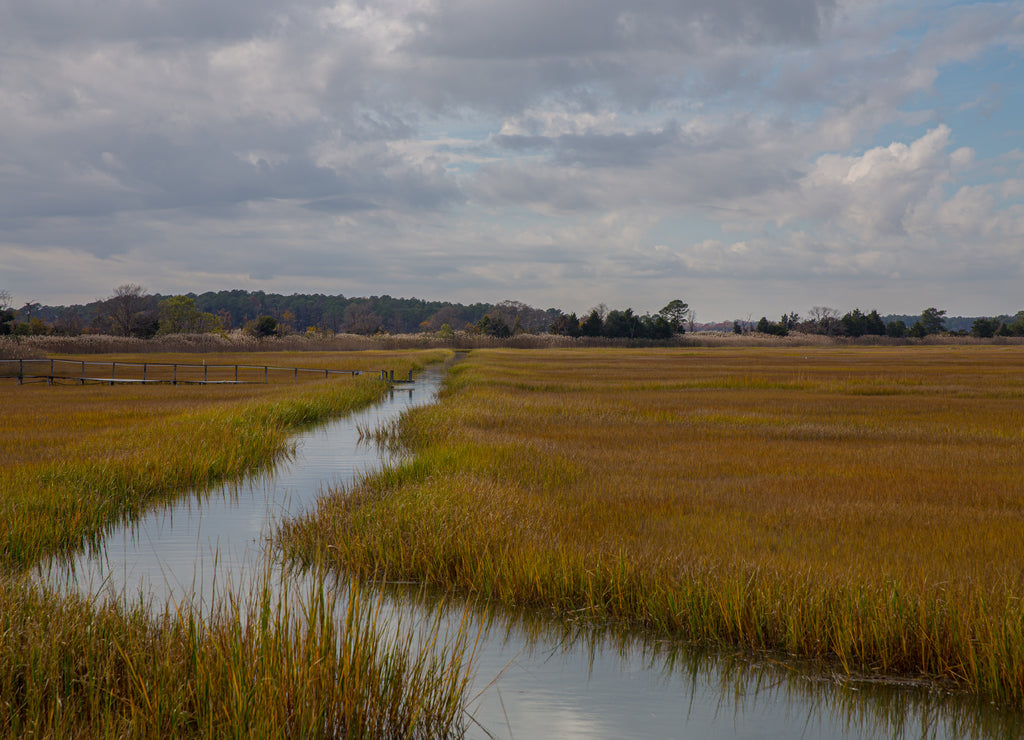 coastal marsh view along the atlantic ocean in lewes sussex country in southern delaware usa