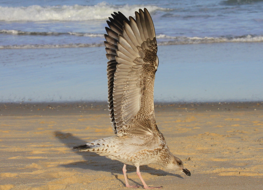 The marble of the sea - the gooseberry at South Bethany, Delaware