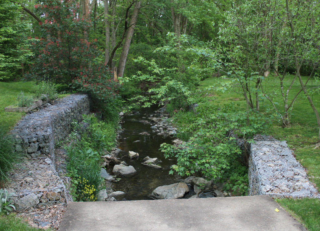 A nature walk in the forest land of West Newark, Delaware