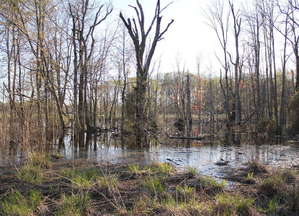 A walk in the beautiful Glasgow Park in Newark, Delaware