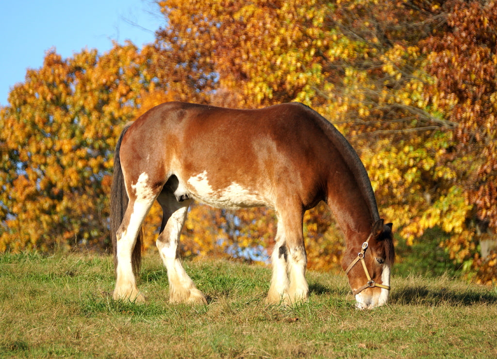 A brown horse with a background of fall foliage near Carousel Park, Pike Creek, Delaware, U.S