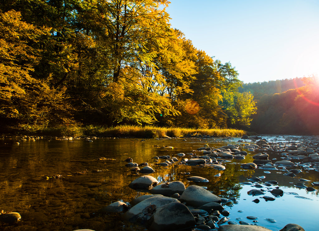 Tree season near river, Delaware