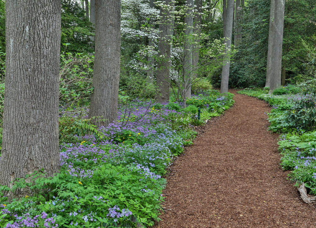 Mt. Cuba Center, Hockessin, Delaware. Along the woods path rimmed by wildflowers