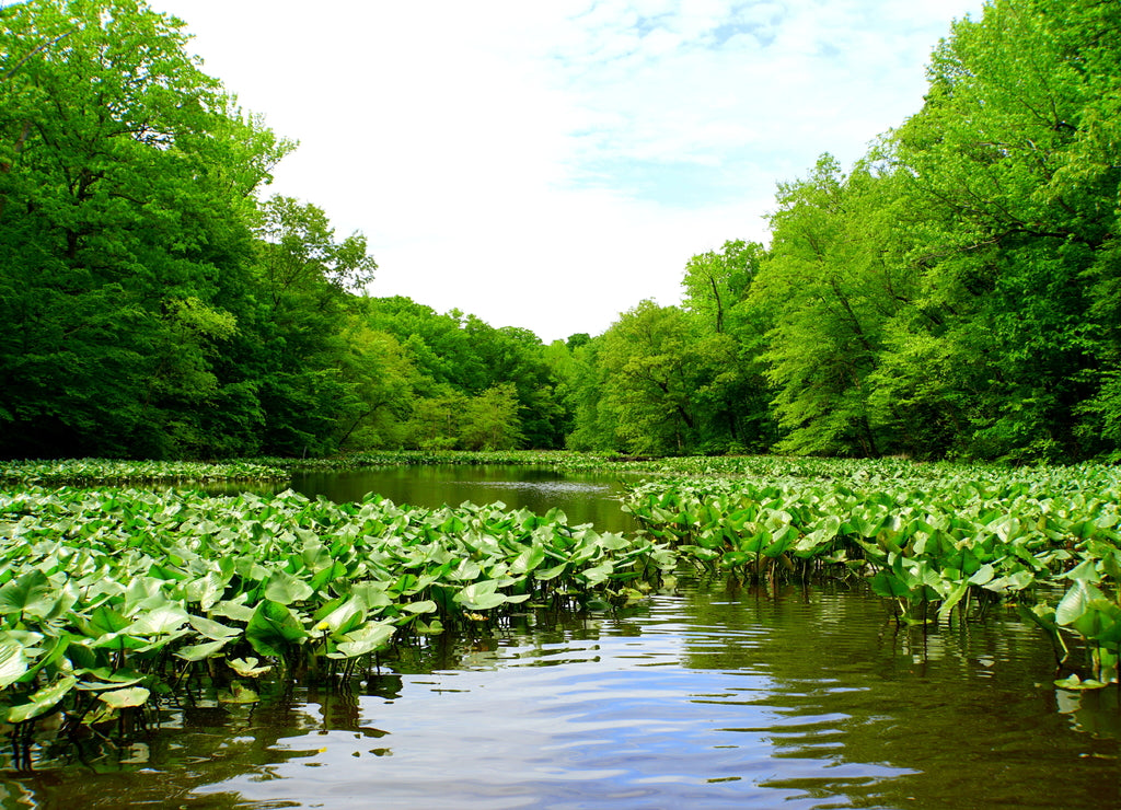 The view of the green trees and lily pads near Becks Pond, Newark, Delaware, U.S.A
