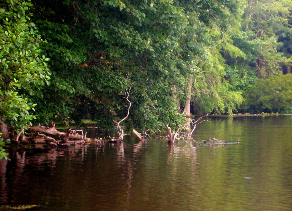 dead tree in trap pond delaware