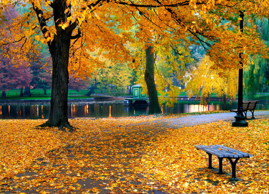 Autumn in Boston public garden, Massachusetts