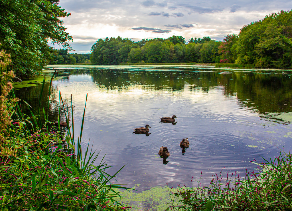 Ducks floating on pond by the Wayside Inn Massachusetts