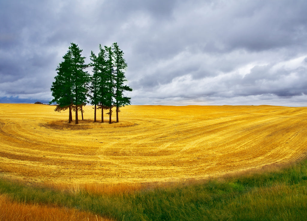 Huge field and some pines in Montana after a harvest.