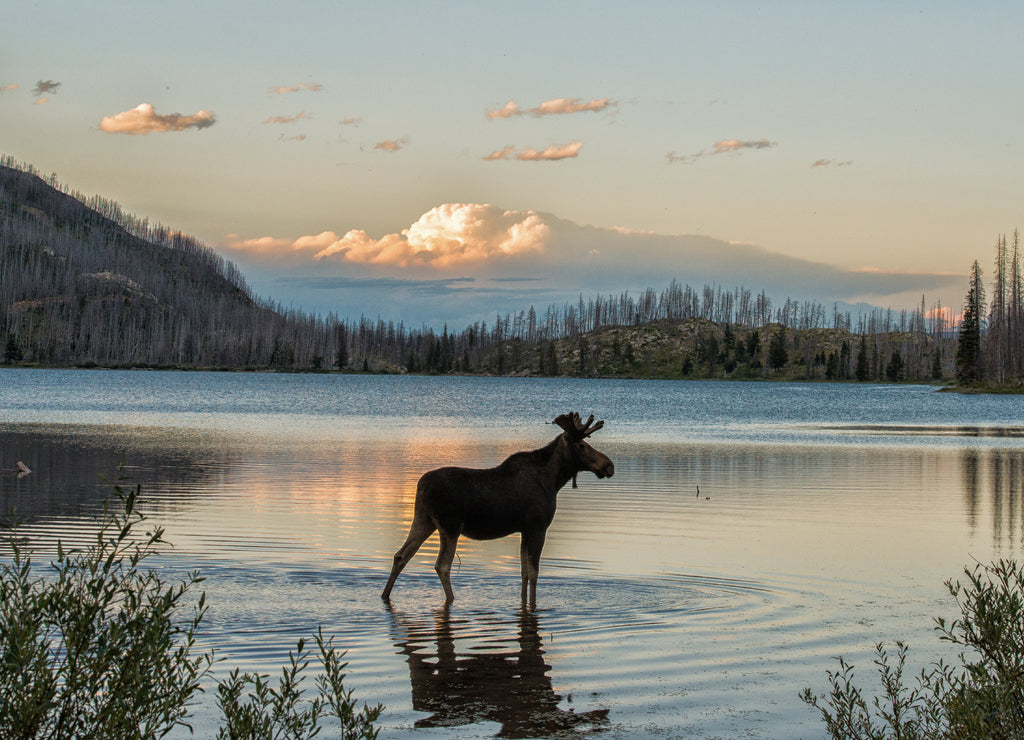 Moose standing in Montana mountain lake at dusk