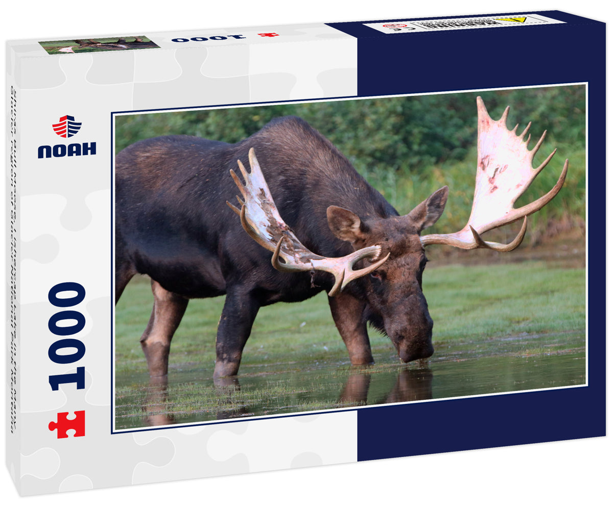 Shiras Bull Moose, Fishercap Lake in the Many Glacier region of Glacier National Park Montana