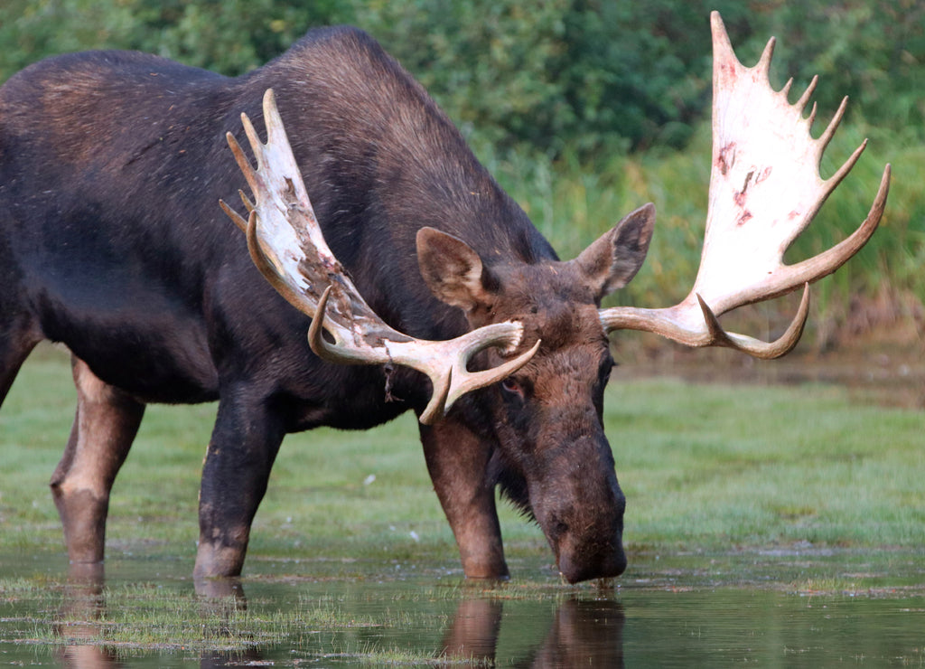 Shiras Bull Moose, Fishercap Lake in the Many Glacier region of Glacier National Park Montana
