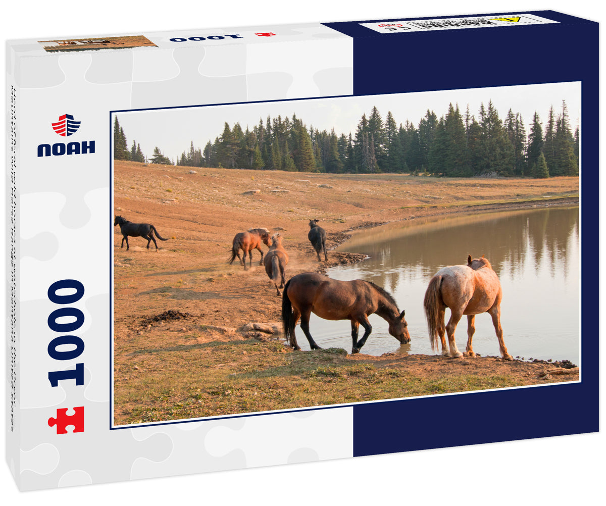 Herd of feral wild horses at waterhole in the Pryor Mountains Wild Horse Range in Montana United States