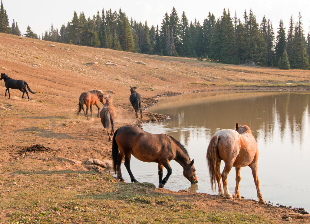 Herd of feral wild horses at waterhole in the Pryor Mountains Wild Horse Range in Montana United States