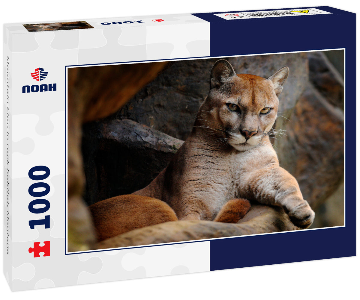 Mountain Lion in rock habitat, Montana