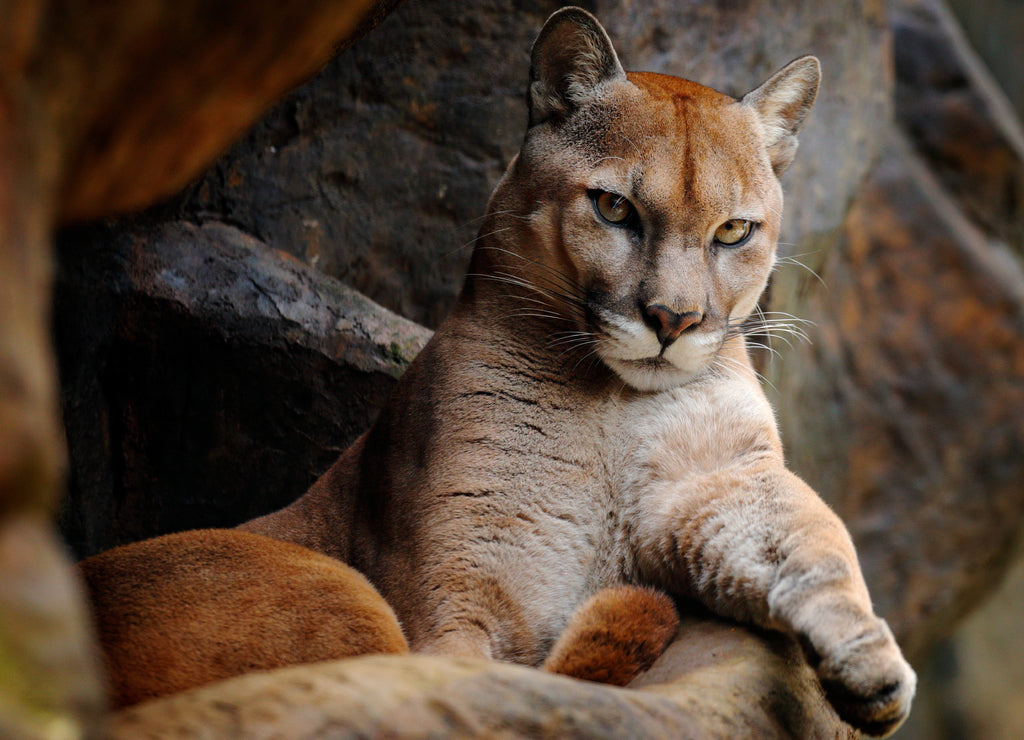 Mountain Lion in rock habitat, Montana