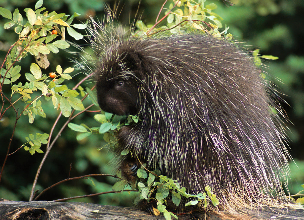 USA, Montana, Kalispell. Porcupine (Erethizon dorsatum) and rose hips at Triple D Game Farm