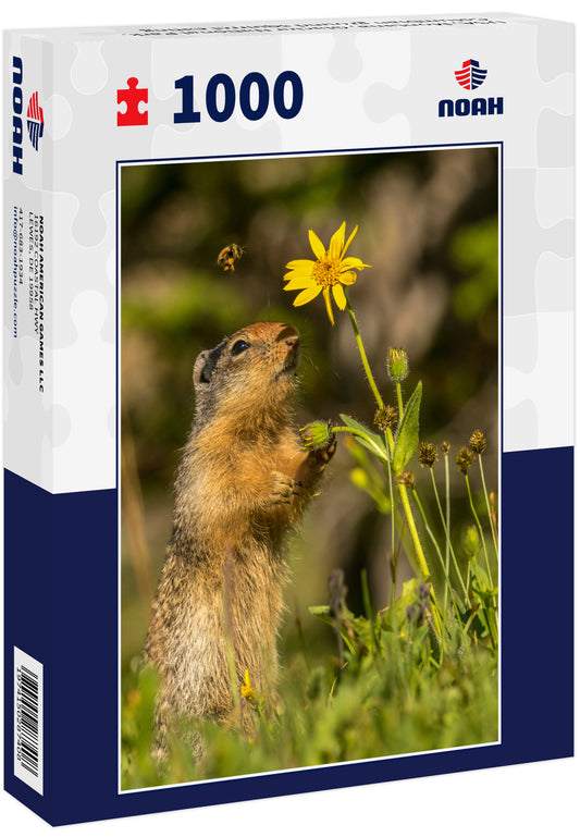 USA, Montana, Glacier National Park. Columbian ground squirrel eating