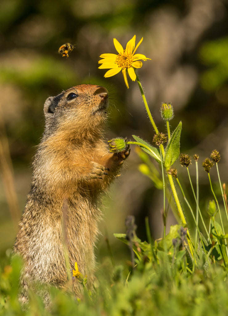 USA, Montana, Glacier National Park. Columbian ground squirrel eating