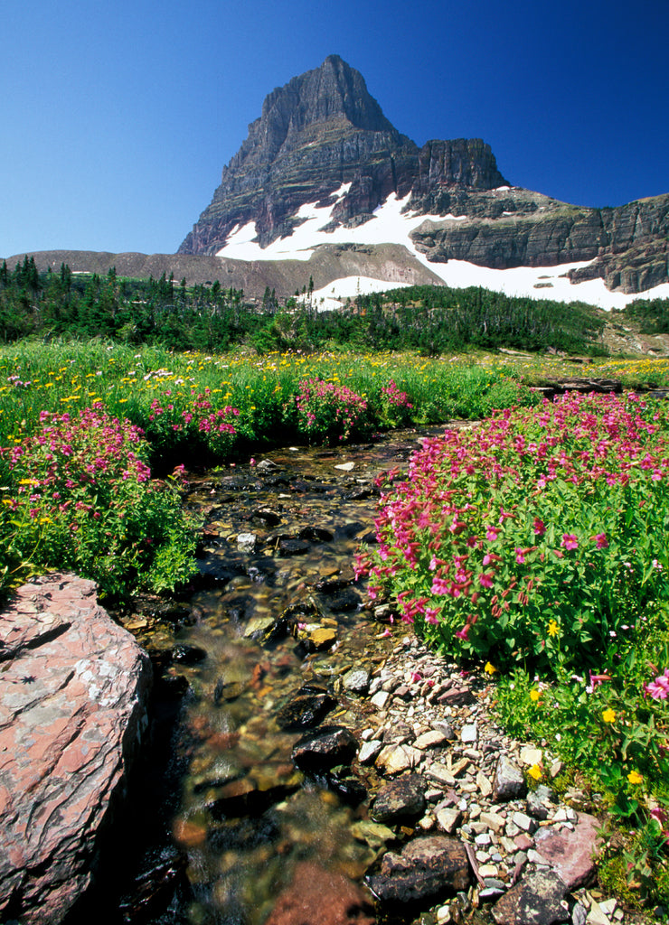North America, USA, Montana, Glacier National Park. Wild flowers and Mount Reynolds